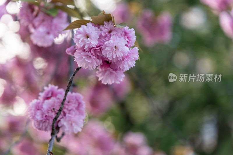 日本樱桃(Prunus serrulata)树的特写照片